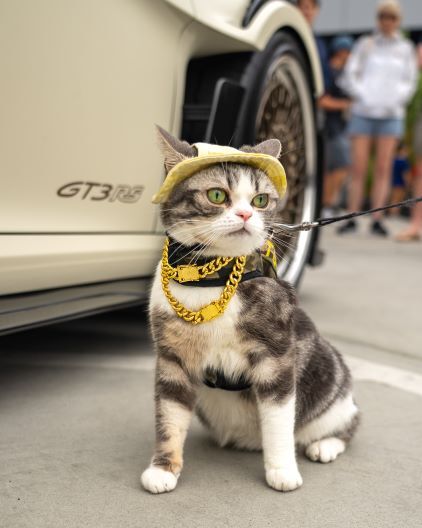A gray tabby cat wearing a yellow hat, gold chain, and harness sits near a car.